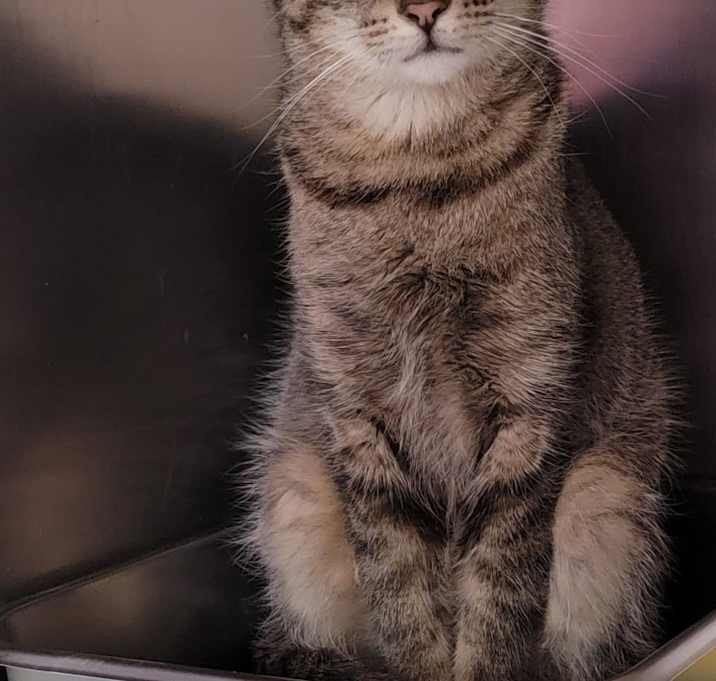 Photo of Sox (Spayed)