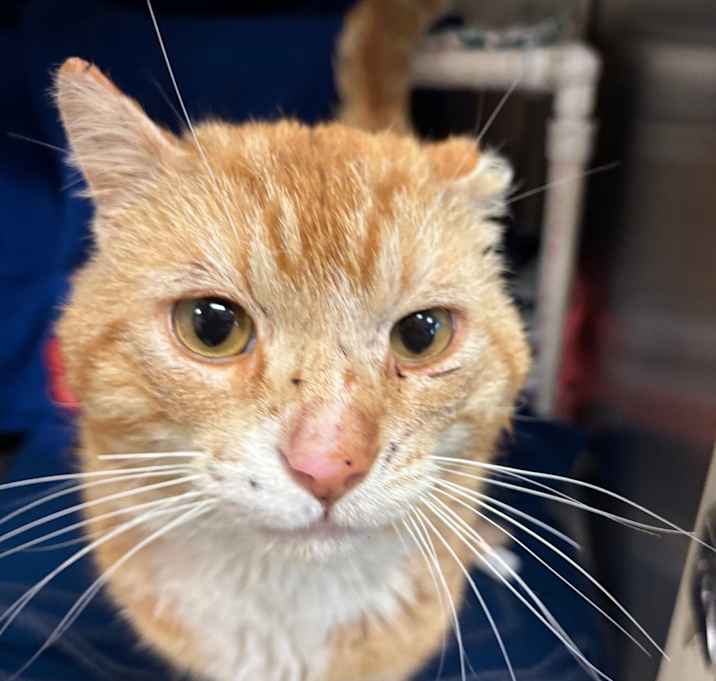 Photo of Rusty