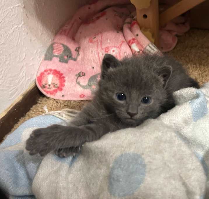Photo of Watson