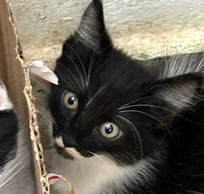 Photo of Bella