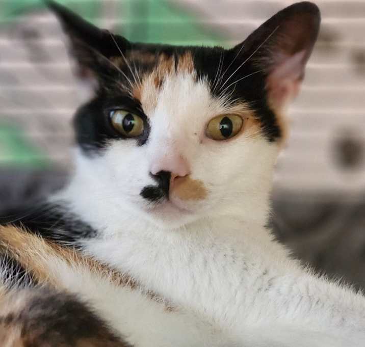 Photo of Buttercup