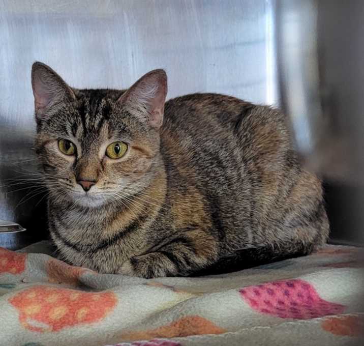 Photo of Firefly (Spayed)