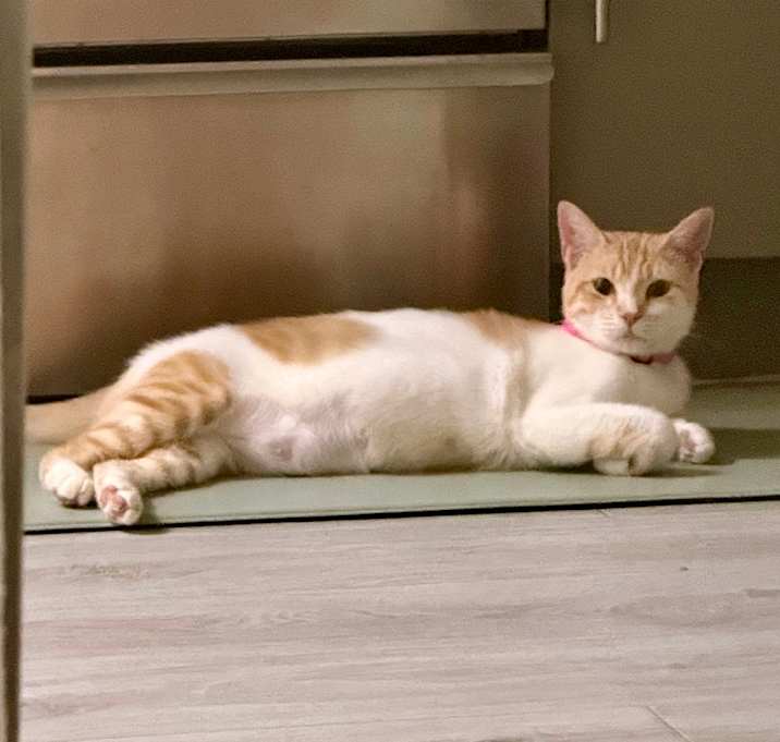 Photo of Shwhiskers