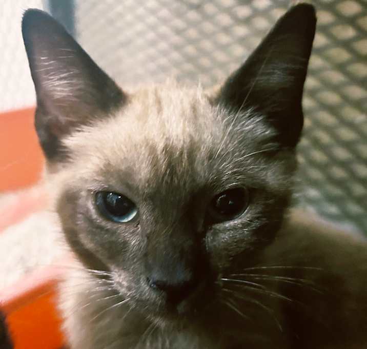 Photo of Zephyr
