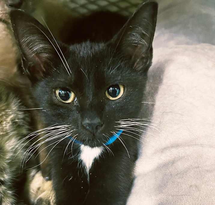 Photo of Quill