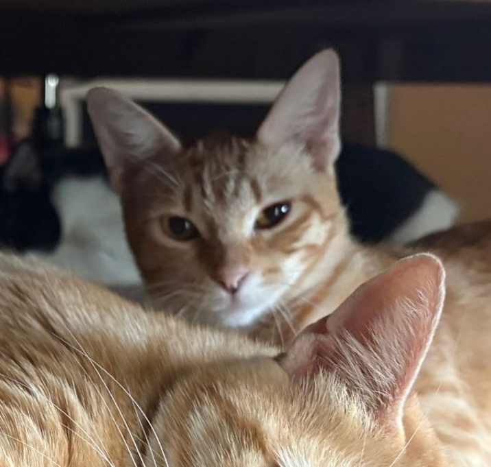 Photo of Goldie