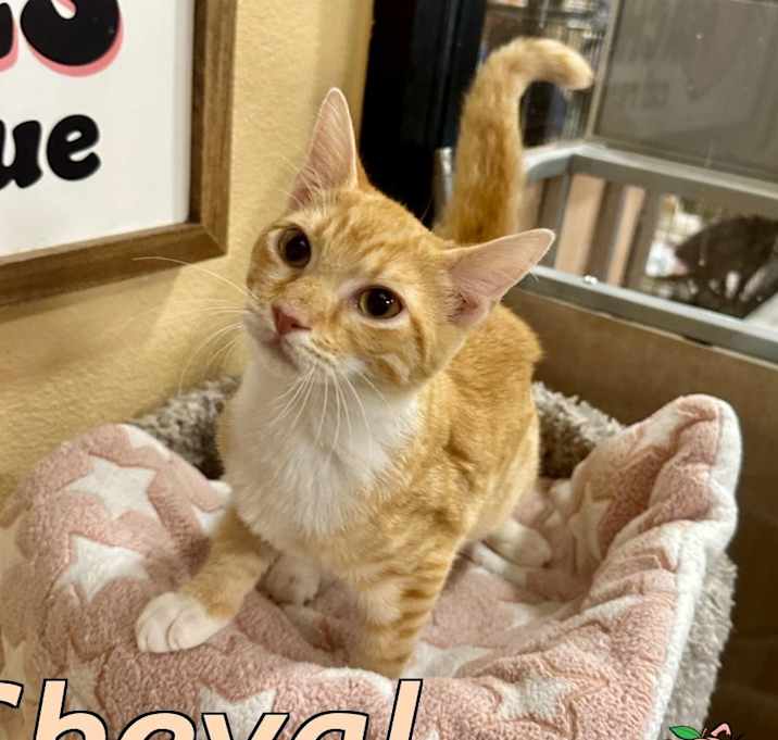 Photo of Cheval