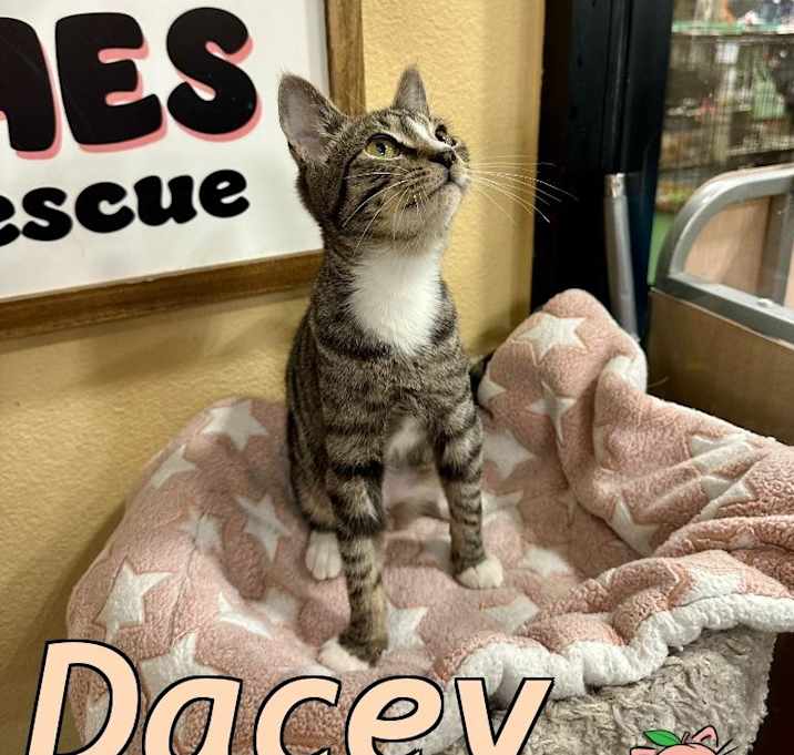Photo of Dacey