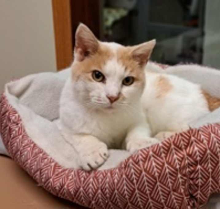 Photo of Creampuff