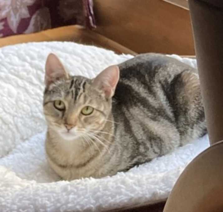 Photo of Marmalade