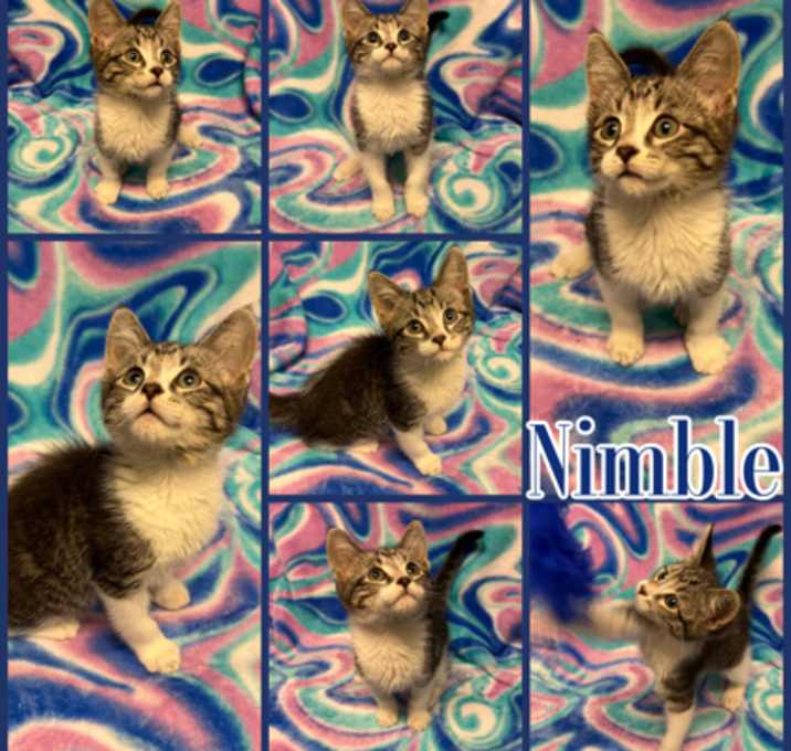 Photo of Nimble