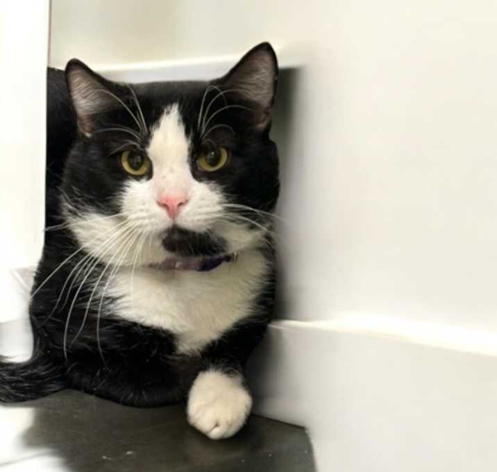 Photo of Sylvester
