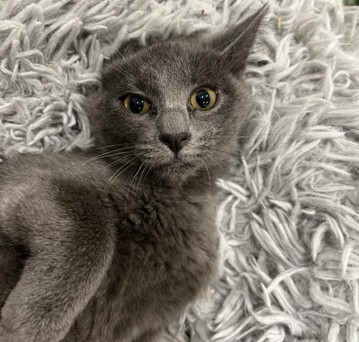 Photo of Baloo