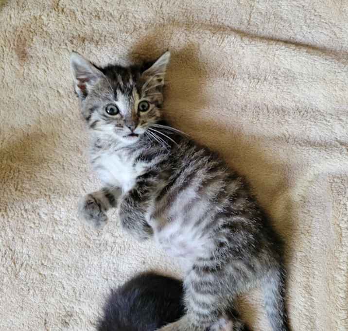 Photo of Croissant