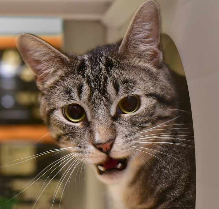 Photo of Dexter