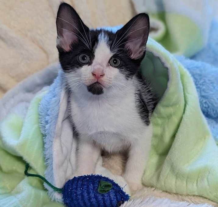 Photo of Clover