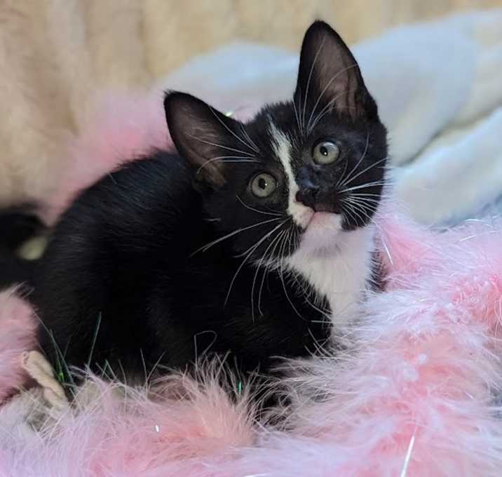 Photo of Petunia