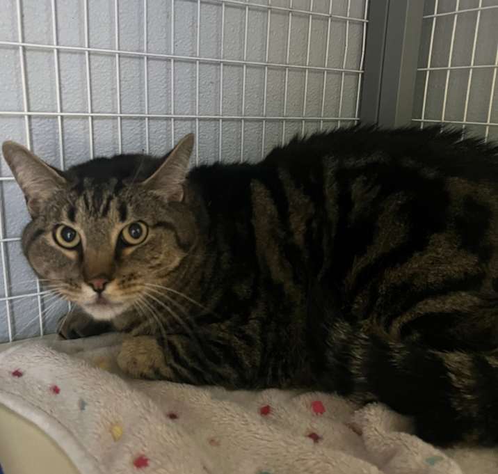 Photo of Maverick (PetSmart 280)