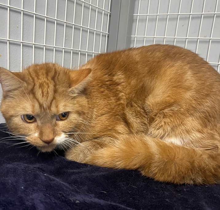 Photo of Goose (Petsmart 280)