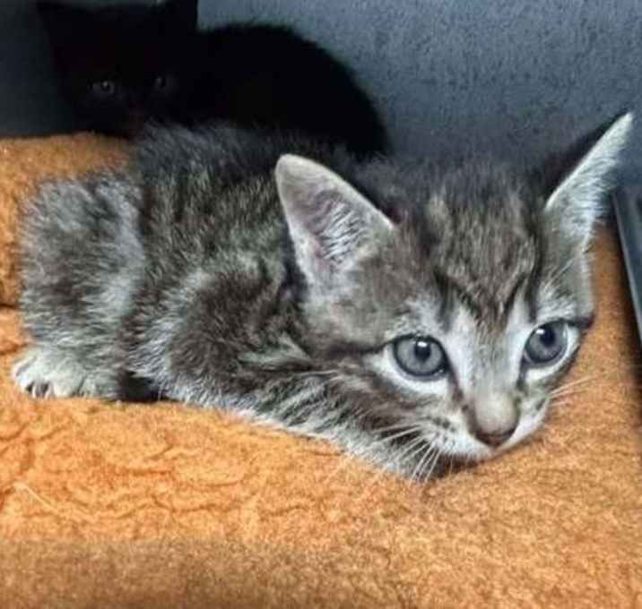 Photo of Miney