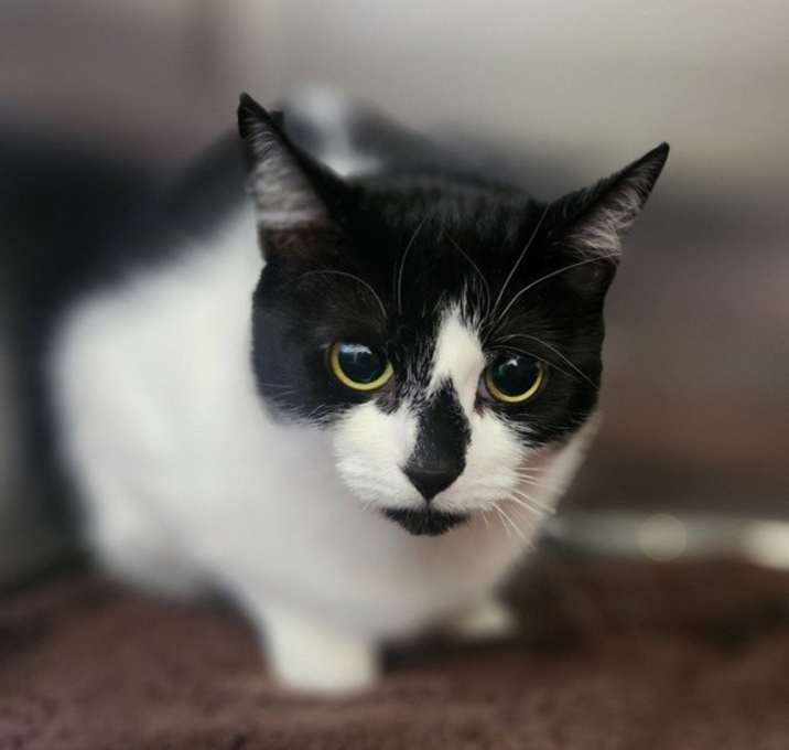 Photo of Nova(petsmart)