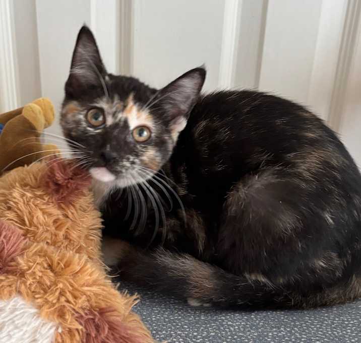 Photo of 2 Cute Kittens - Sweet Girls