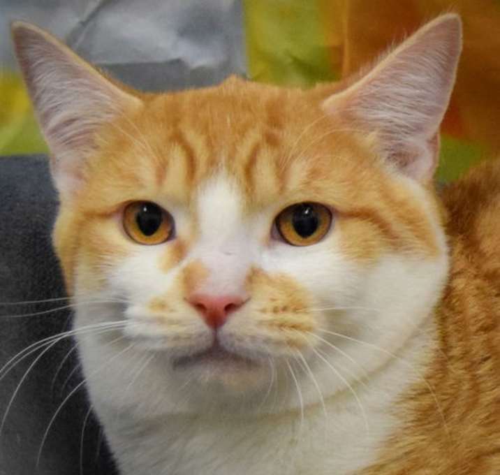 Photo of Whiskey