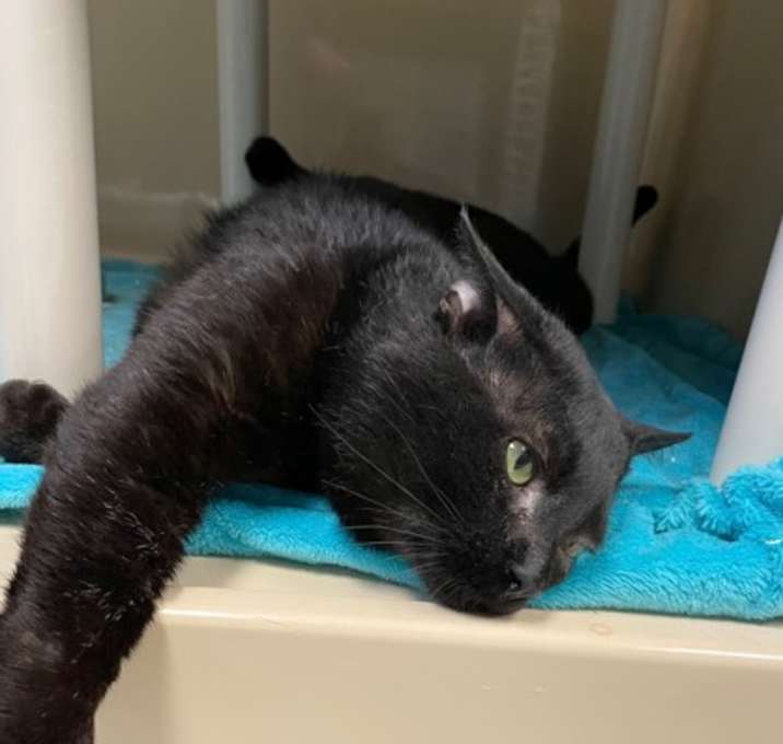 Photo of Ripley