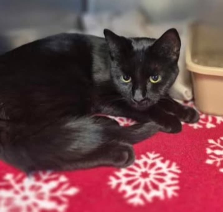 Photo of Panther