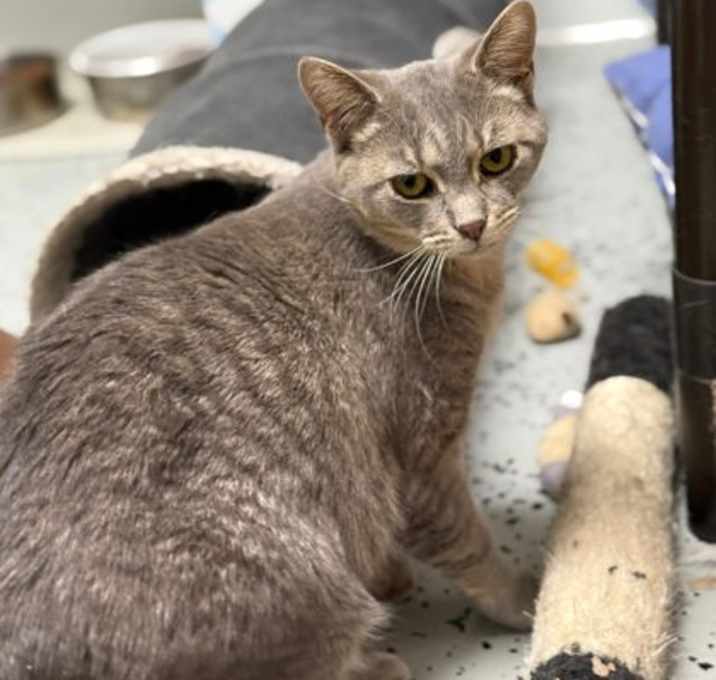 Photo of Toffee