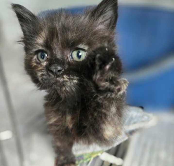 Photo of Sundae