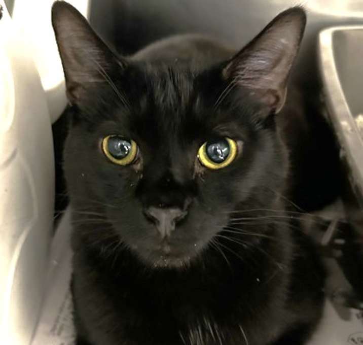 Photo of Dexter