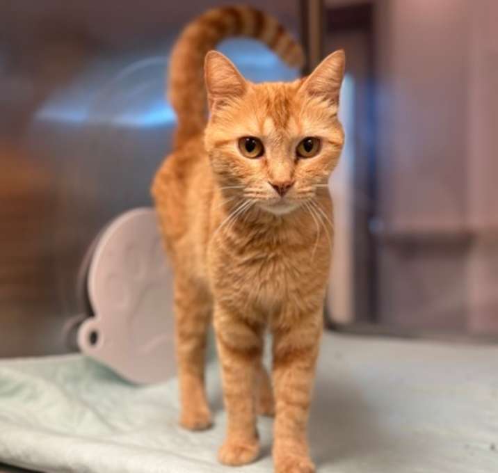 Photo of Clementine