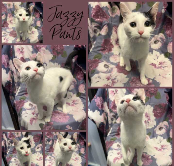 Photo of Jazzy Pants