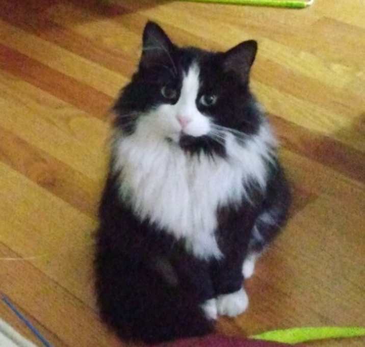 Photo of Stella