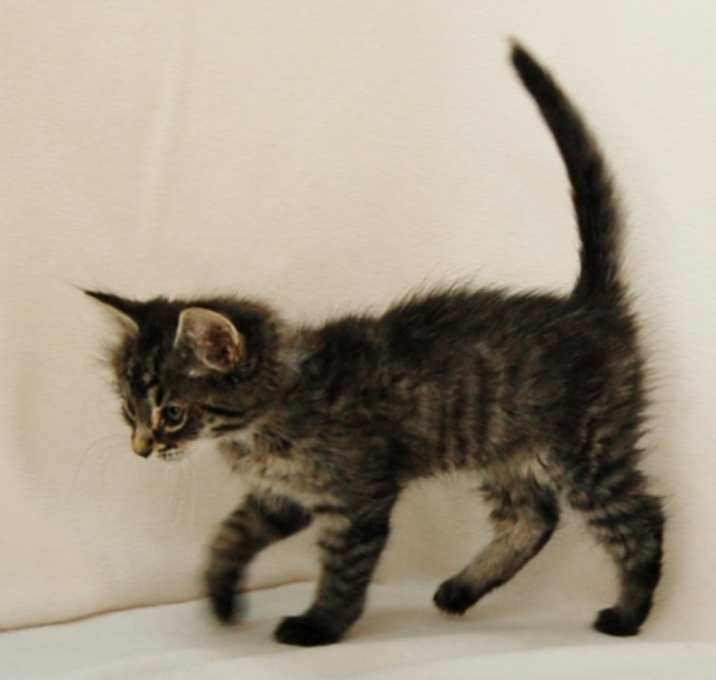Photo of Catfish