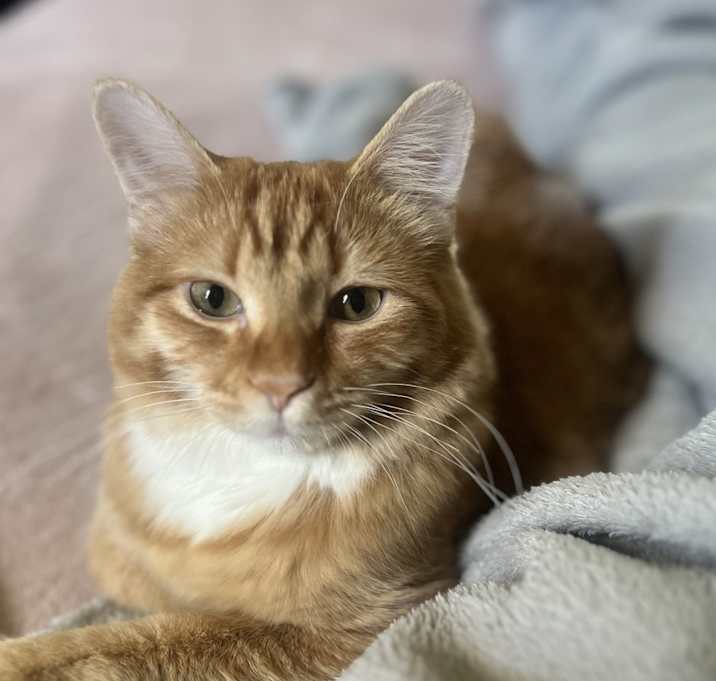 Photo of Nala