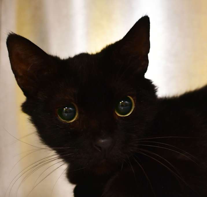 Photo of Vanilla Bean