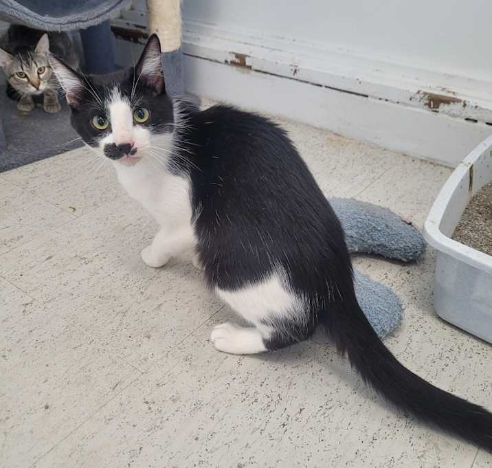 Photo of Domino