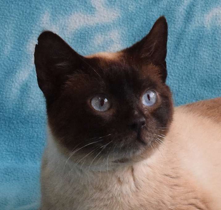Photo of Spot