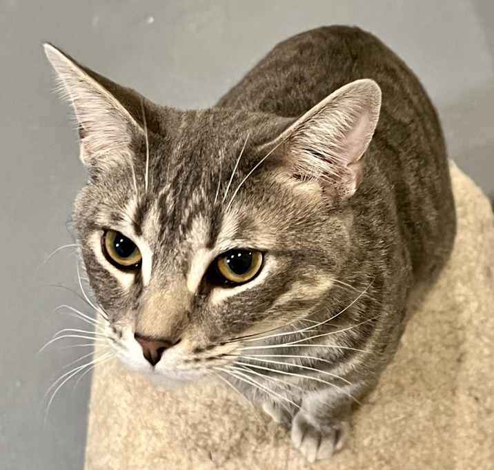 Photo of Frito