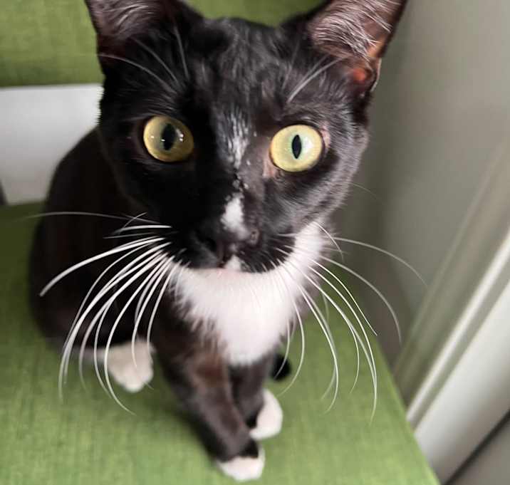 Photo of Lil' Tux