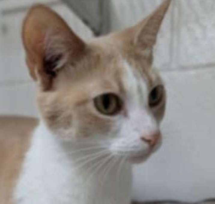 Photo of Eevee