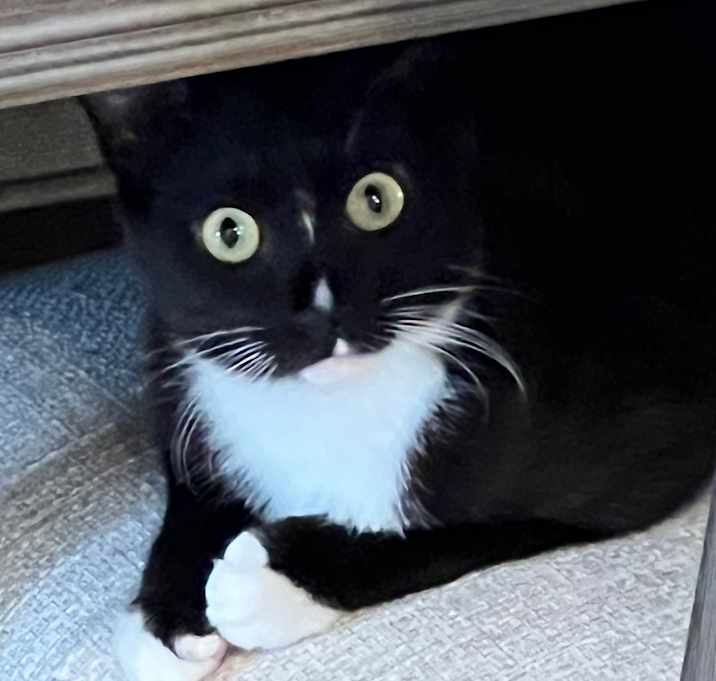 Photo of Lil' Tux