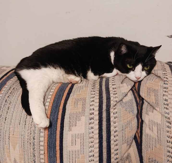 Photo of Cuddles