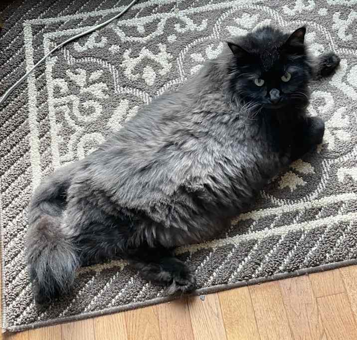 Photo of Mr. Fluffies