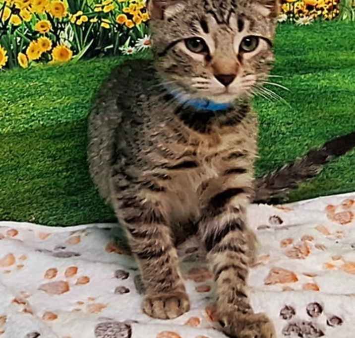 Photo of 250468  Speedy