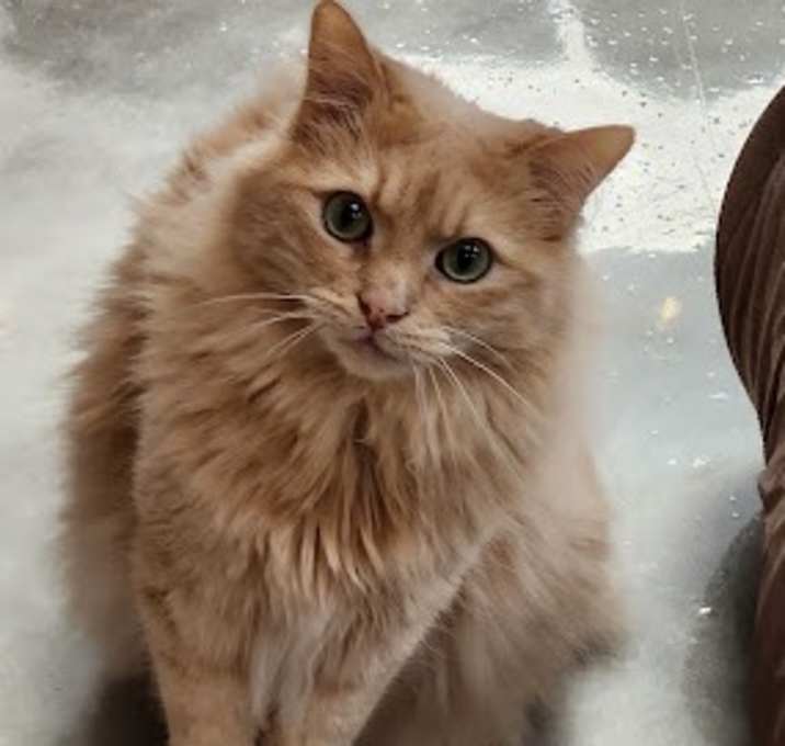 Photo of Main (& Whiskers)