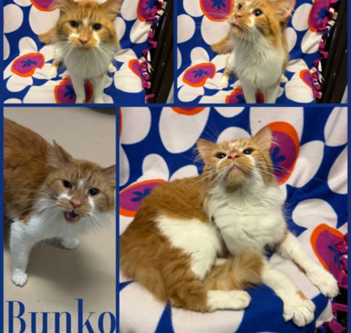Photo of Bunko