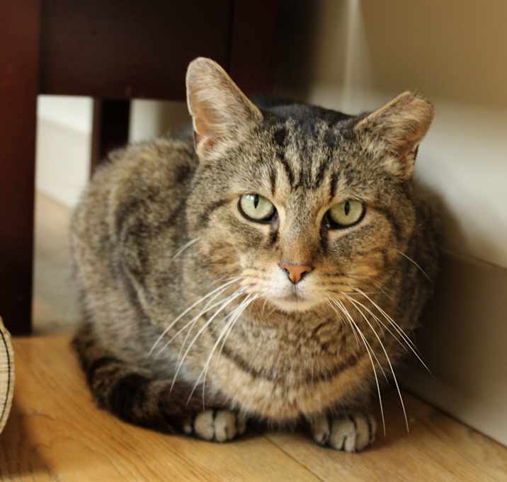 Photo of Jingle Bell